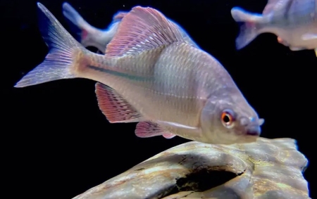 最大的淡水鱼地球上最大的淡水鱼