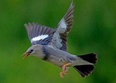 世界上最小的鸟类