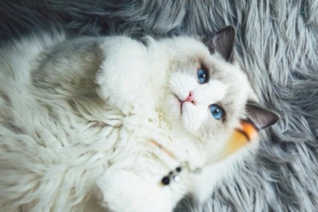 养猫，劝你不要养黑色的，真相有这些 当作养猫一族我们该怎么办？