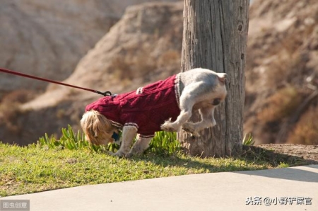 养狗没有狗证怎么办？养狗需要狗证吗？养狗没有狗证违法吗？