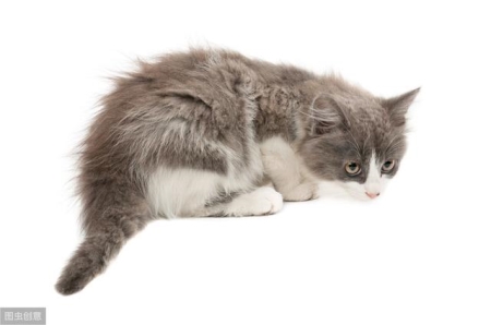 猫咪会得产前抑郁症吗?