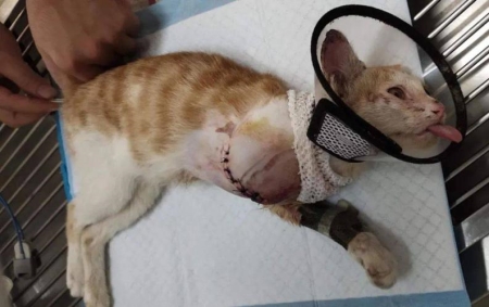 猫咪会得产前抑郁症吗?