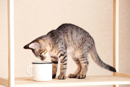 猫咪会得产前抑郁症吗?