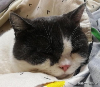 这只小黑猫的颜，我能嗑一年 小黑猫是