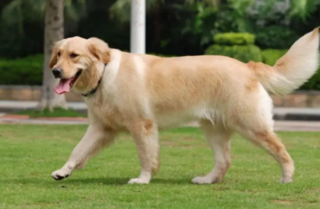 准备迎接新生命：母犬待产期的必备准备工作