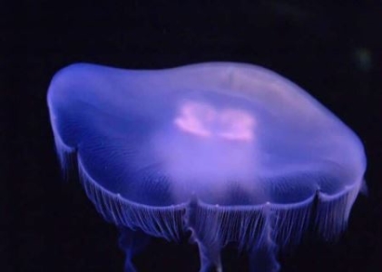 研究称,布满雪茄达摩鲨留下的伤疤的虎鲸可能是新种群