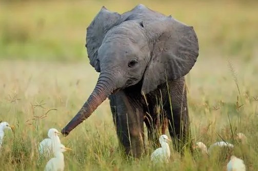 研究称,布满雪茄达摩鲨留下的伤疤的虎鲸可能是新种群