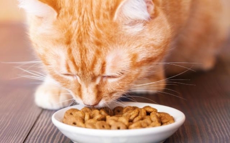 怎么判断折耳猫有没有发病