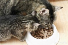 给流浪猫狗吃猪骨鱼骨，是对它们好吗？小狗吃骨头小猫吃鱼