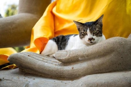给流浪猫狗吃猪骨鱼骨，真的是对它们好吗？小狗吃骨头小猫吃鱼