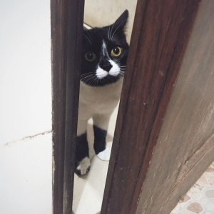给流浪猫狗吃猪骨鱼骨，真的是对它们好吗？小狗吃骨头小猫吃鱼