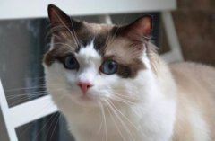 折耳猫骨骼病手术切骨头