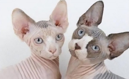 发现家猫血便怎么办？先好好了解怎么回事？再做好这四点 猫咪便血会死吗？