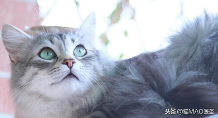 发现家猫血便怎么办？先好好了解怎么回事？再做好这四点 猫咪便血会死吗？