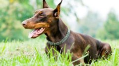 推算和判断母犬的分娩日期？帮助母犬生产？母犬生产前的征兆