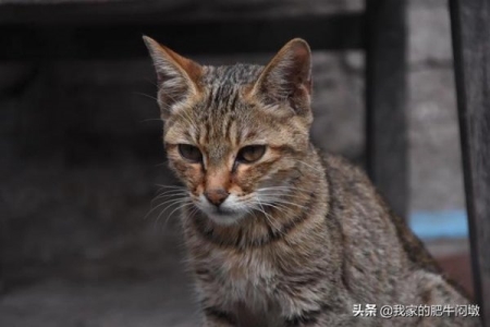 布偶公猫绝育后会有哪些变化