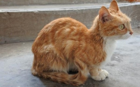 猫咪身上有跳蚤怎么办？只需几招简单快速消灭 猫身上有跳蚤是什么症状