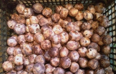 蚂蚱菜怎么吃蚂蚱菜的益处与作用