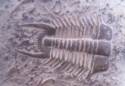 未解之谜：中国传说中的神龙是否真的存在过 传说神龙 中国神话中的神龙