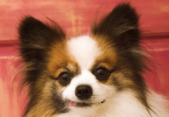 人工喂养的狗狗可以喝牛奶吗？牛奶能代替犬