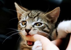 给猫鲫鱼做鲫鱼喂猫
