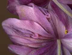 对女性私处的14个误区女人用类似男人阴茎