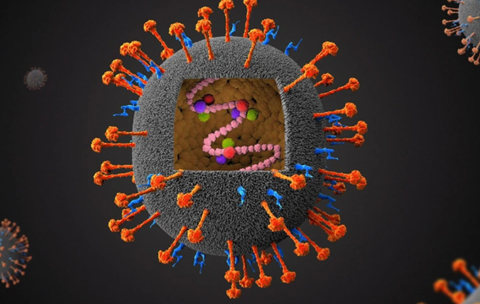 尼帕病毒会复制新冠“剧本”吗？科学视角下
