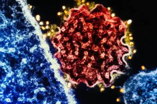 病毒似乎偏爱在春节前“搞事情”，是巧合还