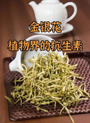 金银花茶的功效与作用、禁忌和食用方法